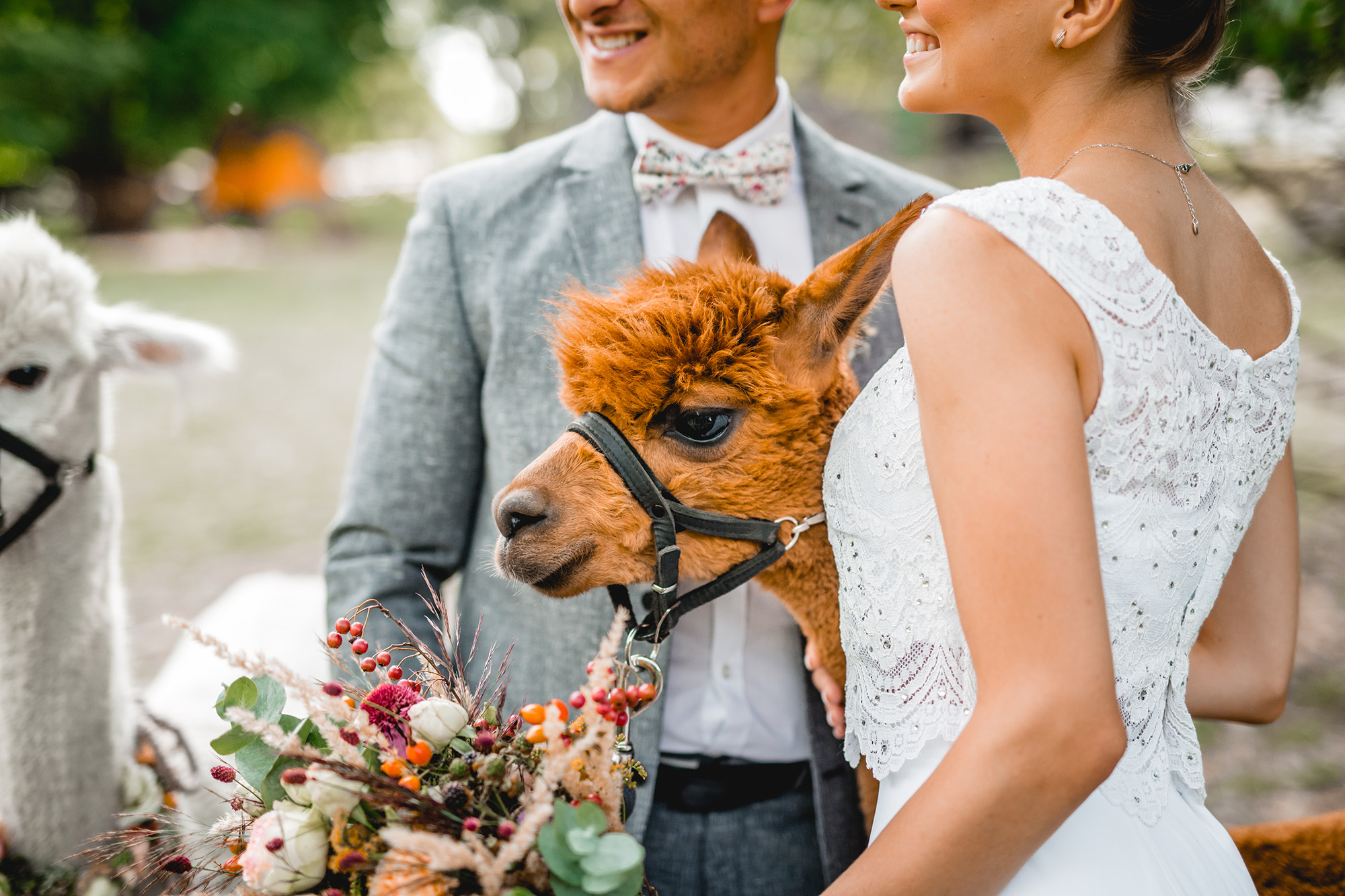 Alpaka Hochzeit