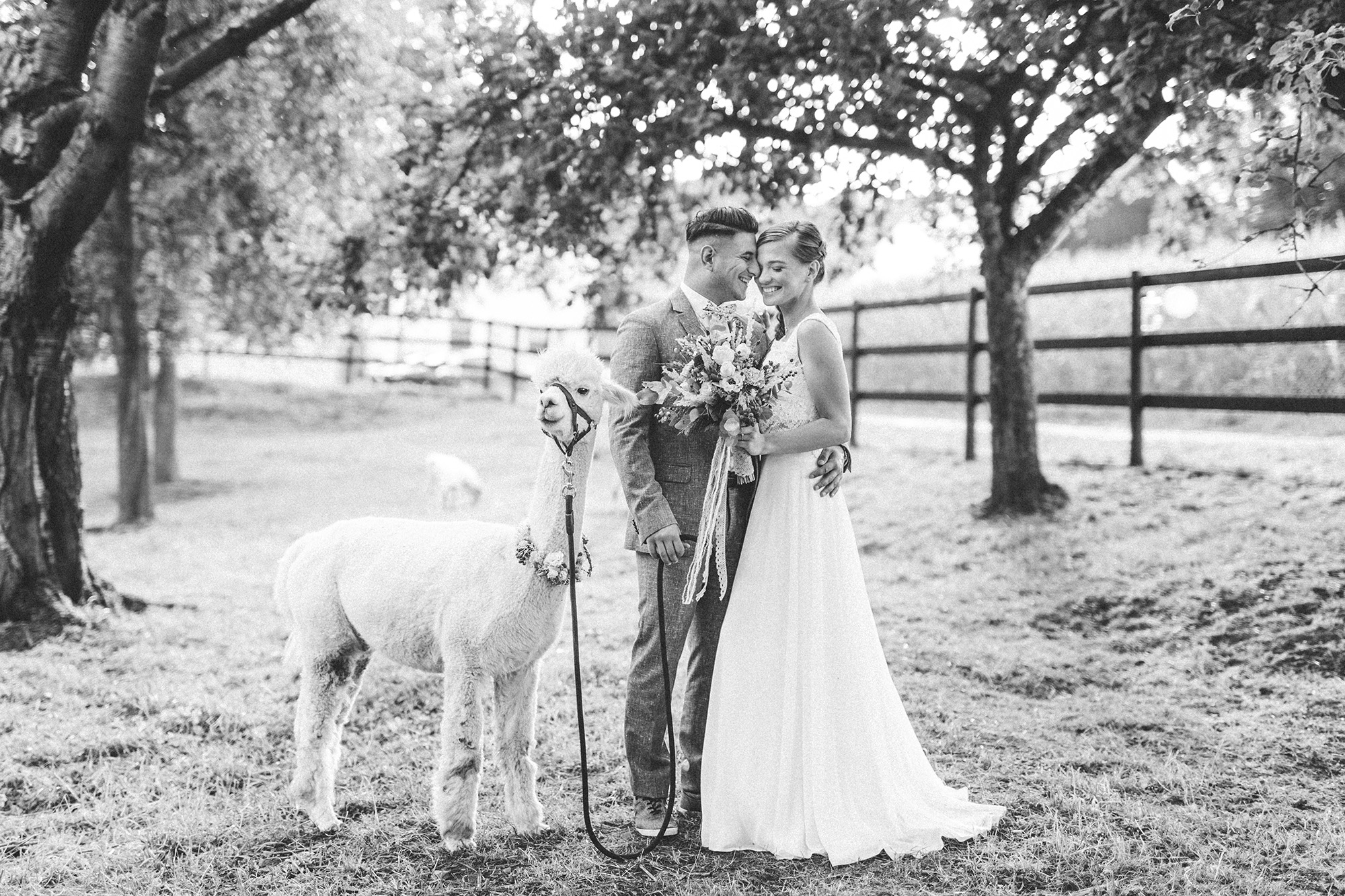 Alpaka Hochzeit