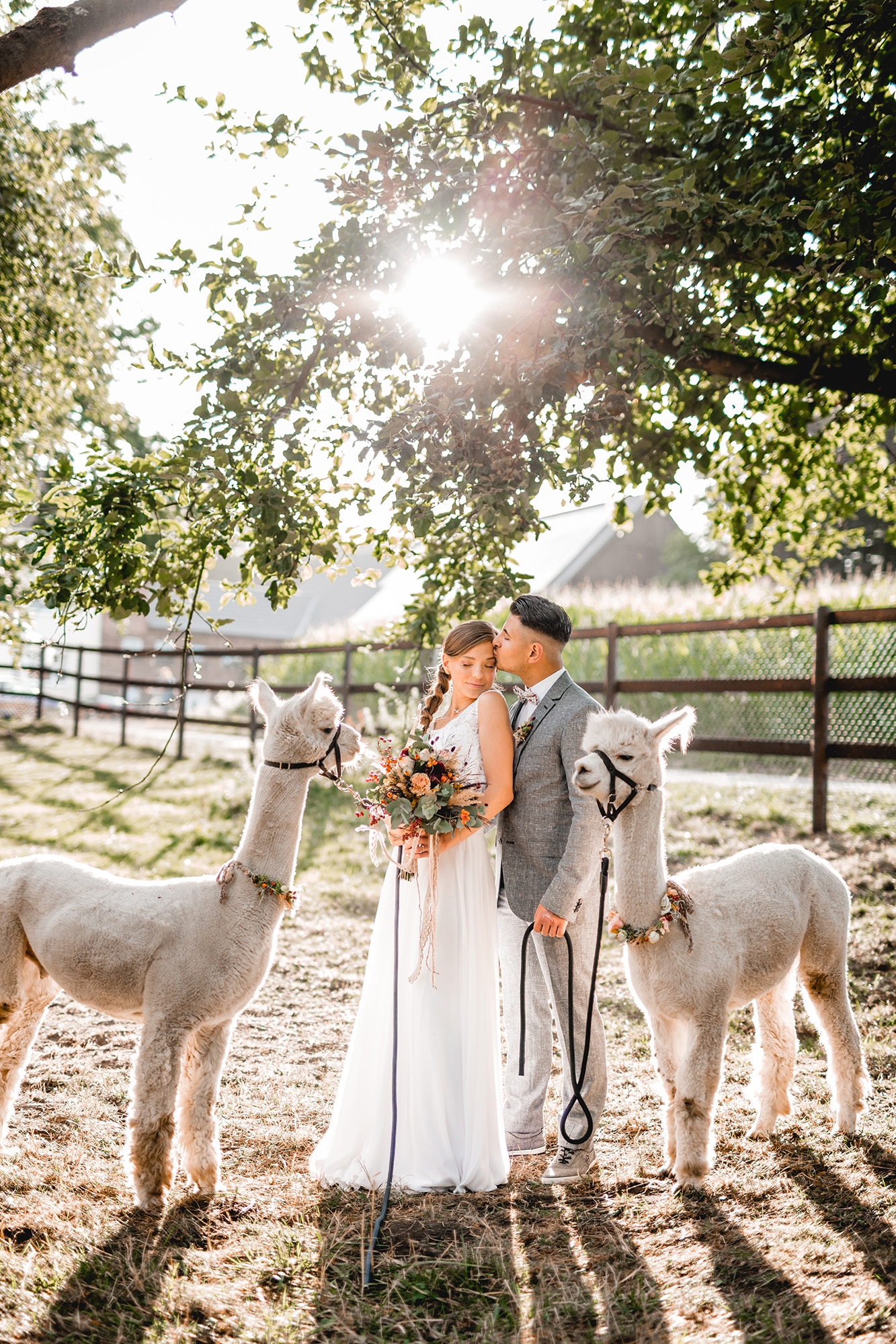 Alpaka Hochzeit