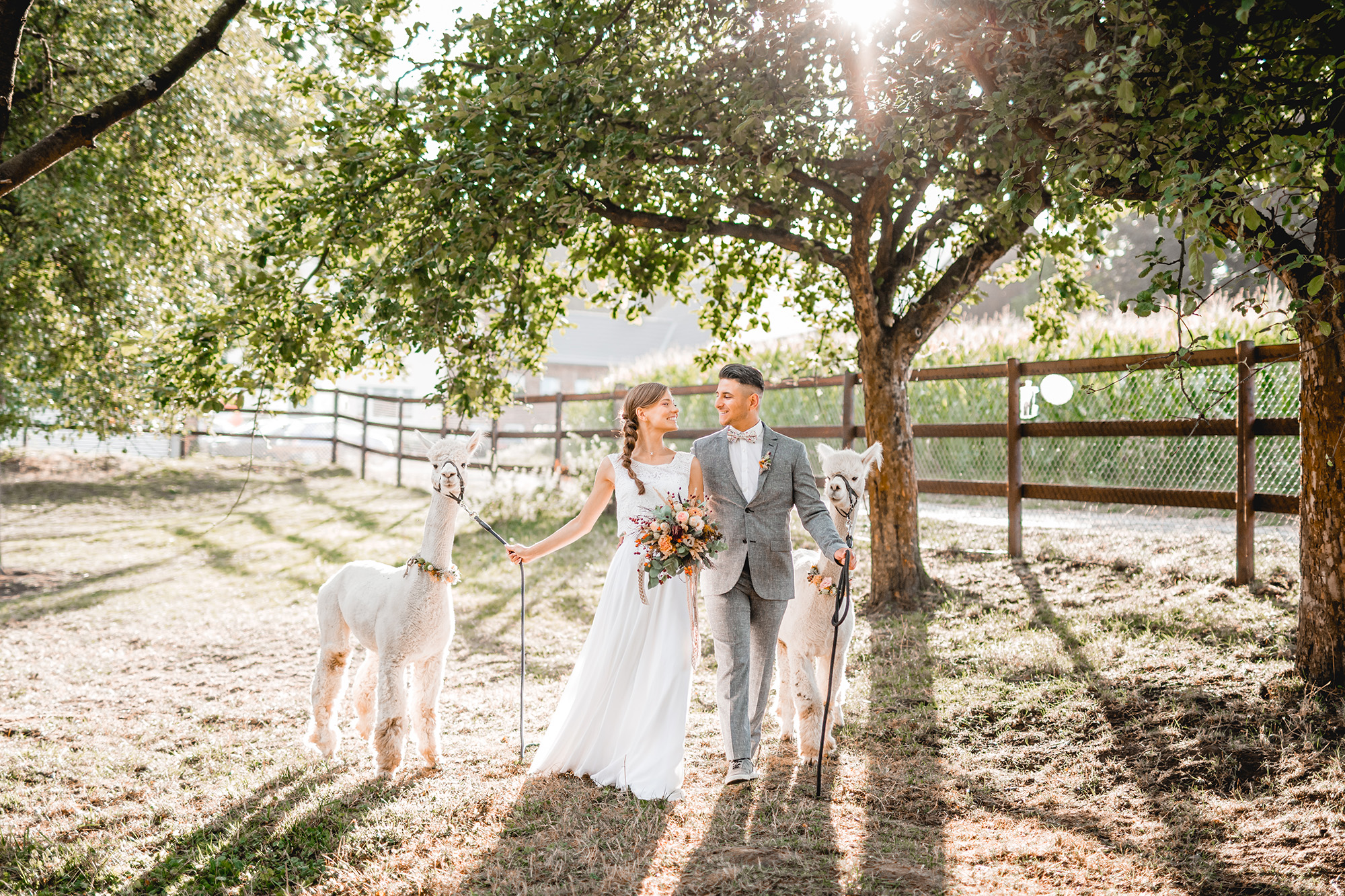 Alpaka Hochzeit