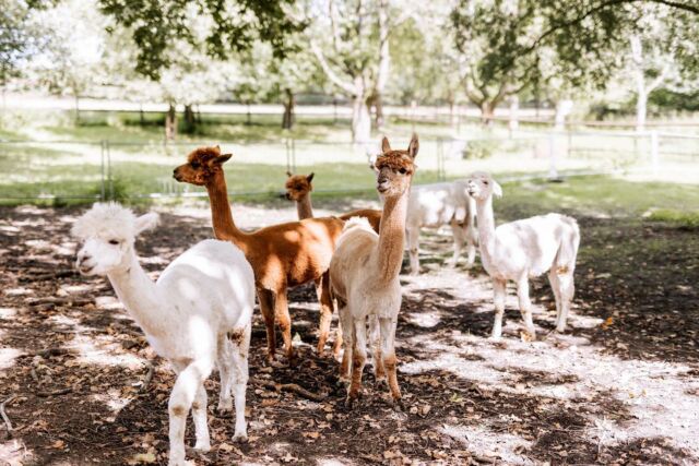 Am Wochenende hab ich mal was anderes gemacht. Ich war  bei @vivamosalpaka ♥️ 
.
#alpaca  #alpaka #vivamosalpaka